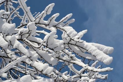 Snow-laden-tree_edited-1